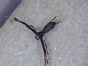 Deinopsis_subrufa_D6426_Z_88_Brisbane_Australie