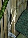 Deinopsis_subrufa_D7351_Z_87_Shellharbour_Australie