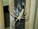 Deinopsis_subrufa_D7353_Z_89_Shellharbour_Australie