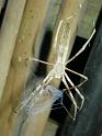 Deinopsis_subrufa_D7354_Z_88_Shellharbour_Australie