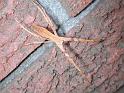 Deinopsis_subrufa_F1688_O_80_-_Australie