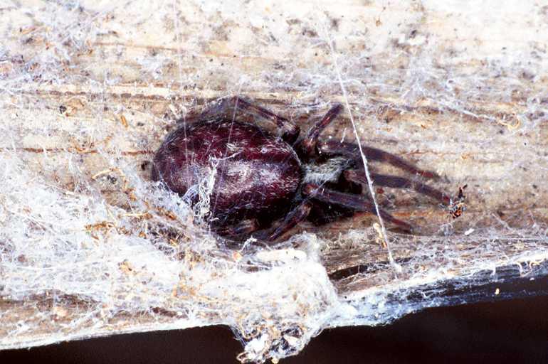 Badumna_ZZ348_F0636_Z_85_Collinsville_Australie.jpg