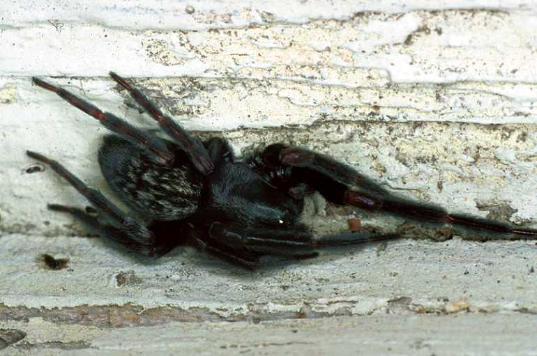 Badumna_insignis_F0860_D_82_Giru_Australie.jpg