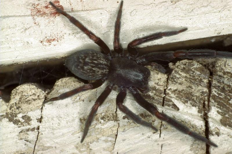 Badumna_insignis_F0861_D_82_Giru_Australie.jpg
