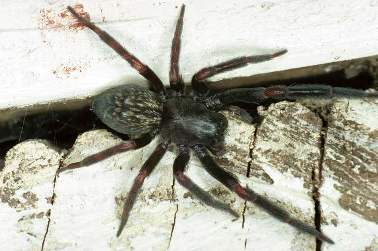 Badumna_insignis_F0862_D_82_Giru_Australie.jpg