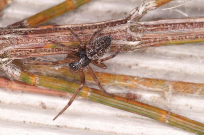 Badumna_longinqua_D8065_Z_88_-_Australie.jpg