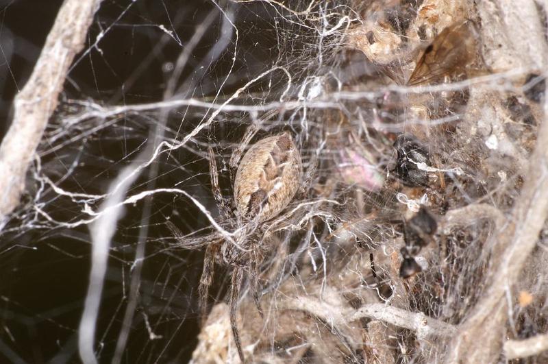 Phryganoporus_candidus_D7125_Z_84__.jpg