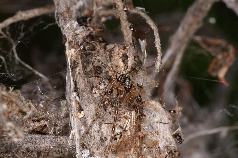 Phryganoporus_candidus_D7128_Z_90__.jpg