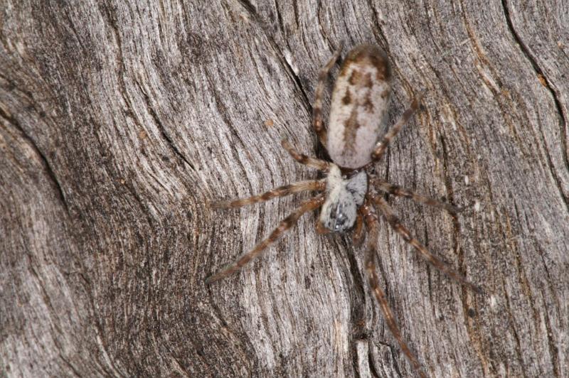 Phryganoporus_canididus_D3350_Z_85_Widgiemooltha_Australie.jpg