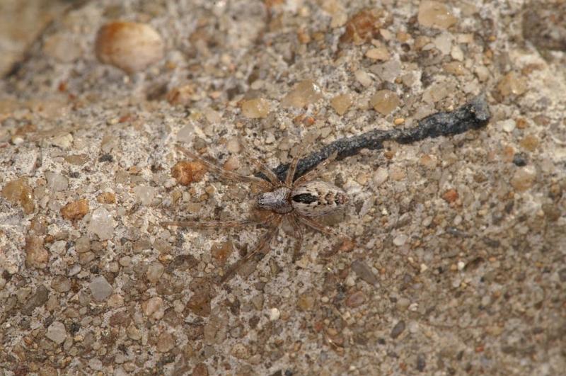 Phryganoporus_canididus_D5265_Z_82_Muttaburra_Australie.jpg