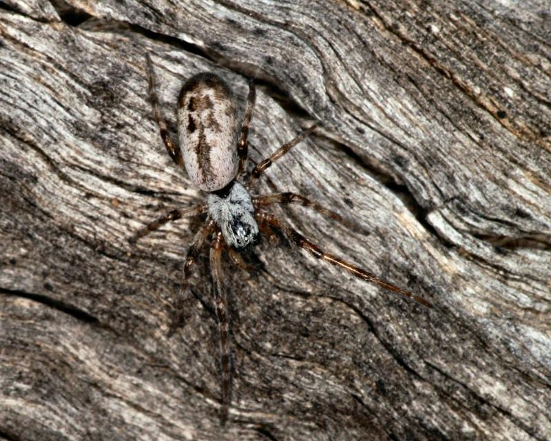 Phryganoporus_nigrinus_D3354_Z_80_Widgiemooltha_Australie.jpg
