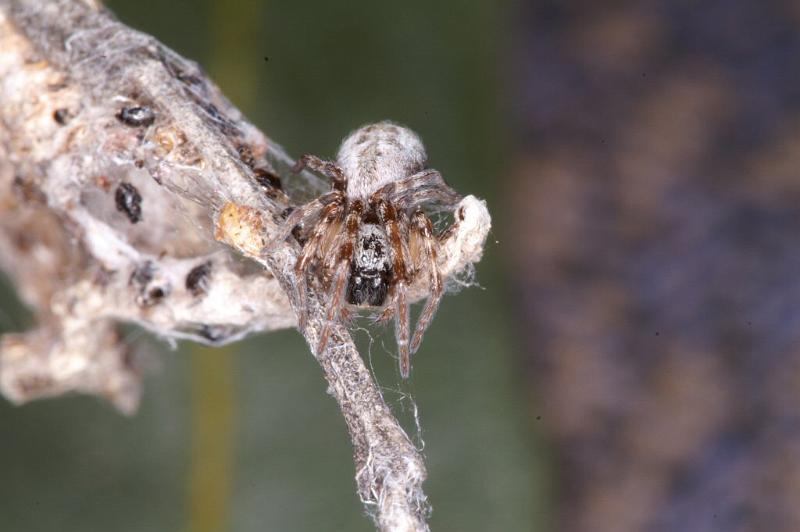 Phryganoporus_nigrinus_D3367_Z_78_Widgiemooltha_Australie.jpg