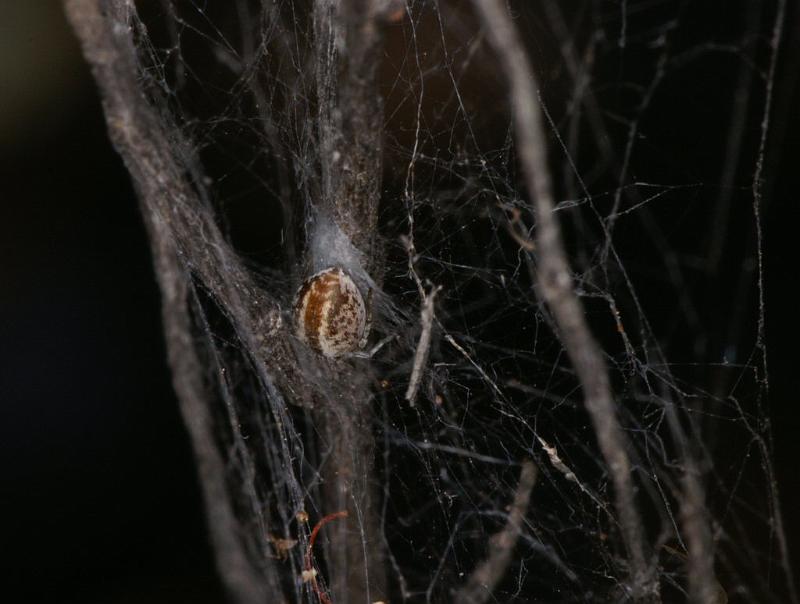 ZZ_ZZ301_D3343_Z_78_Widgiemooltha_Australie.jpg