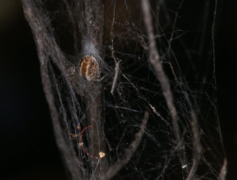 ZZ_ZZ301_D3344_Z_78_Widgiemooltha_Australie.jpg