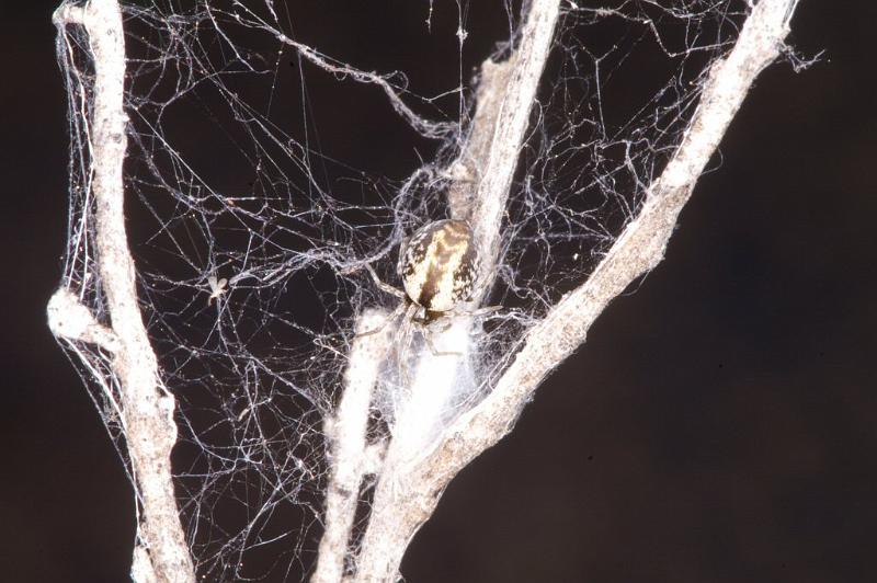 ZZ_ZZ303_D3384_Z_88_Widgiemooltha_Australie.jpg