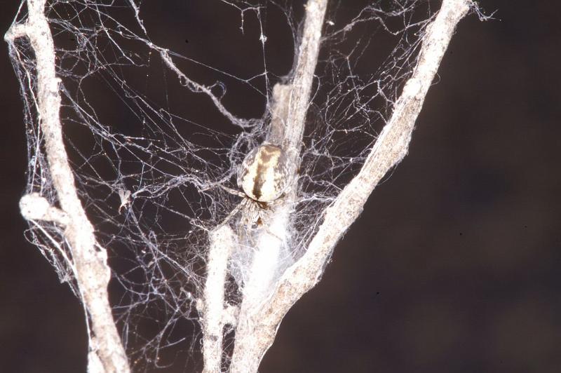ZZ_ZZ303_D3385_Z_75_Widgiemooltha_Australie.jpg