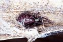 Badumna_ZZ348_F0636_Z_85_Collinsville_Australie