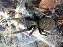 Badumna_insignis_D3835_Z_88_Gosford_Australie