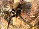 Badumna_insignis_D3837_Z_85_Gosford_Australie