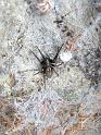Badumna_insignis_D6580_Z_86_Brisbane_Australie