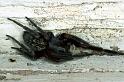 Badumna_insignis_F0860_D_82_Giru_Australie