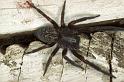 Badumna_insignis_F0861_D_82_Giru_Australie