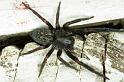 Badumna_insignis_F0862_D_82_Giru_Australie