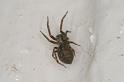 Badumna_longinqua_D4133_Z_75_Toowoomba_Australie