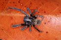 Badumna_longinqua_D4136_Z_82_Toowoomba_Australie