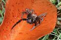 Badumna_longinqua_D4137_Z_82_Toowoomba_Australie