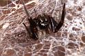 Badumna_longinqua_D5373_Z_89_Daintree-Cookstown_Australie