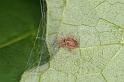 Badumna_longinqua_D8059_Z_84_-_Australie