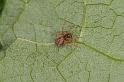 Badumna_longinqua_D8060_Z_84_-_Australie