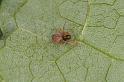 Badumna_longinqua_D8061_Z_87_-_Australie