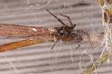 Badumna_longinqua_D8062_Z_84_-_Australie