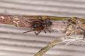 Badumna_longinqua_D8063_Z_86_-_Australie