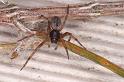 Badumna_longinqua_D8064_Z_88_-_Australie