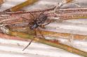 Badumna_longinqua_D8065_Z_88_-_Australie