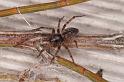 Badumna_longinqua_D8066_Z_89_-_Australie