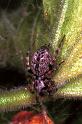 Badumna_longinqua_F0516_Z_85_Brisbane-Oakey_Australie