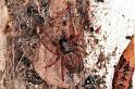 Badumna_longinqua_RF0096_O_75_Brisbane_Australie