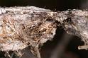 Phryganoporus_candidus_D7121_Z_89__