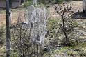 Phryganoporus_candidus_D7122_Z_90__