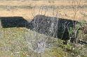 Phryganoporus_candidus_D7123_Z_90__