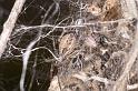 Phryganoporus_candidus_D7125_Z_84__