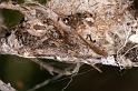 Phryganoporus_candidus_D7126_Z_89__