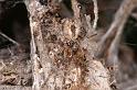 Phryganoporus_candidus_D7127_Z_90__