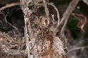 Phryganoporus_candidus_D7128_Z_90__