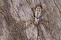 Phryganoporus_canididus_D3350_Z_85_Widgiemooltha_Australie
