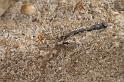 Phryganoporus_canididus_D5265_Z_82_Muttaburra_Australie